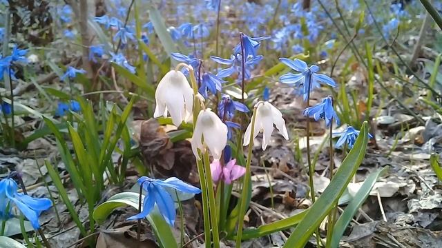 белые пролески white scilla смотреть онлайн