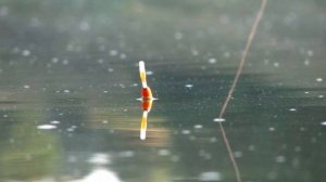 Когда у рыбы идет жор?