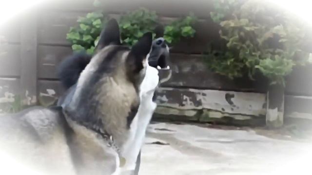 КАК ОТУЧИТЬ СОБАКУ ВЫТЬ В КВАРТИРЕ? / ВОЙ В КВАРТИРЕ / Габон Барон смотреть онлайн