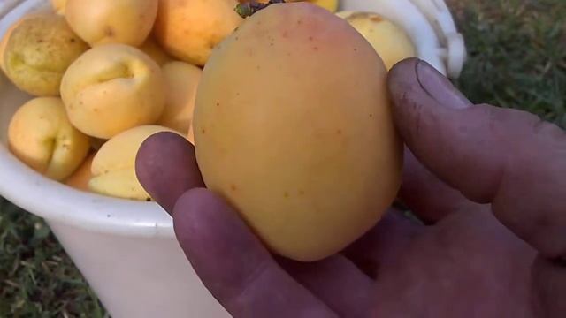 Абрикос АНАНАСНЫЙ мой урожай 1 смотреть онлайн