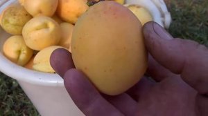 Абрикос АНАНАСНЫЙ  мой урожай   1