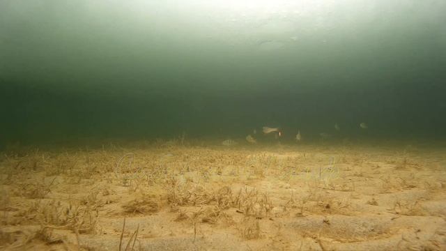 Озеро Сартлан Новосибирской области с подводной съёмкой смотреть онлайн