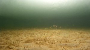 Озеро Сартлан Новосибирской области с подводной съёмкой