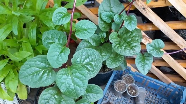 Базелла - индийский ШПИНАТ (лиана). смотреть онлайн