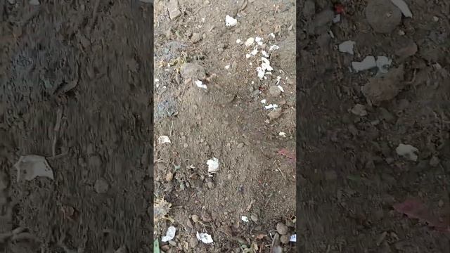 kia bhrtey hai plant ki soil ke niche #soultouchgarden смотреть онлайн