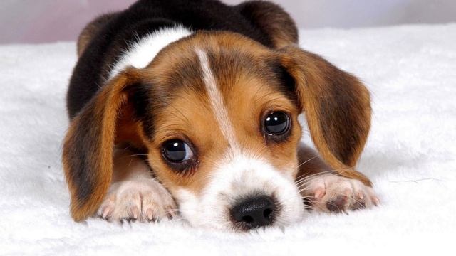 Как скулят собаки