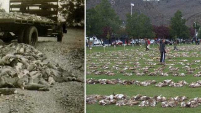 Кролики в Австралии !!! История появления . смотреть онлайн