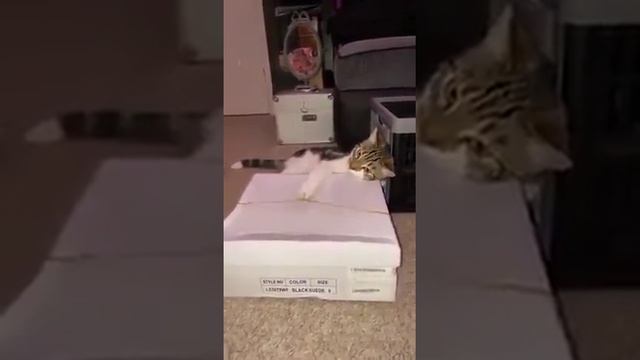 Котовская Музыка