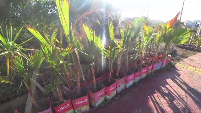 🇪🇬Египет 2020🇪🇬Шарм. ❗Акула❗ Отель Falcon Hills 3*. Shark el Sheikh. Магазин кожаных изделий. смотреть онлайн