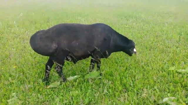 Баран гиссарской породы 2 года. смотреть онлайн