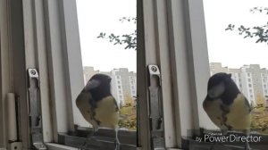 Большая синица. Жизнь синиц.