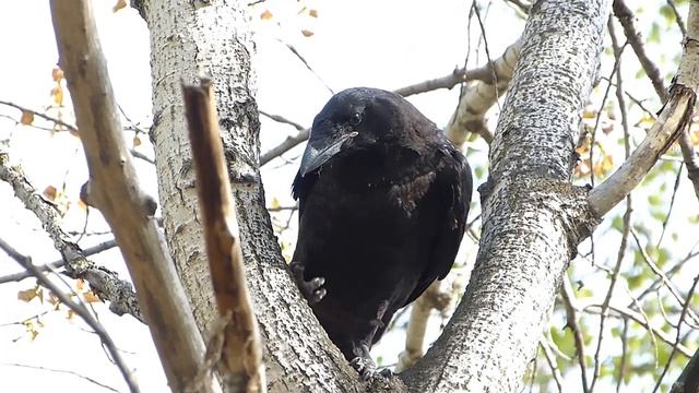 Слёток вОрона на тополе -2. смотреть онлайн
