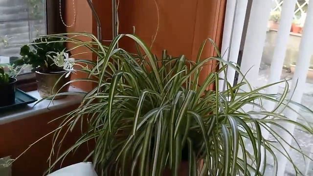 Orchid and Houseplant update, set to music 🎶 смотреть онлайн
