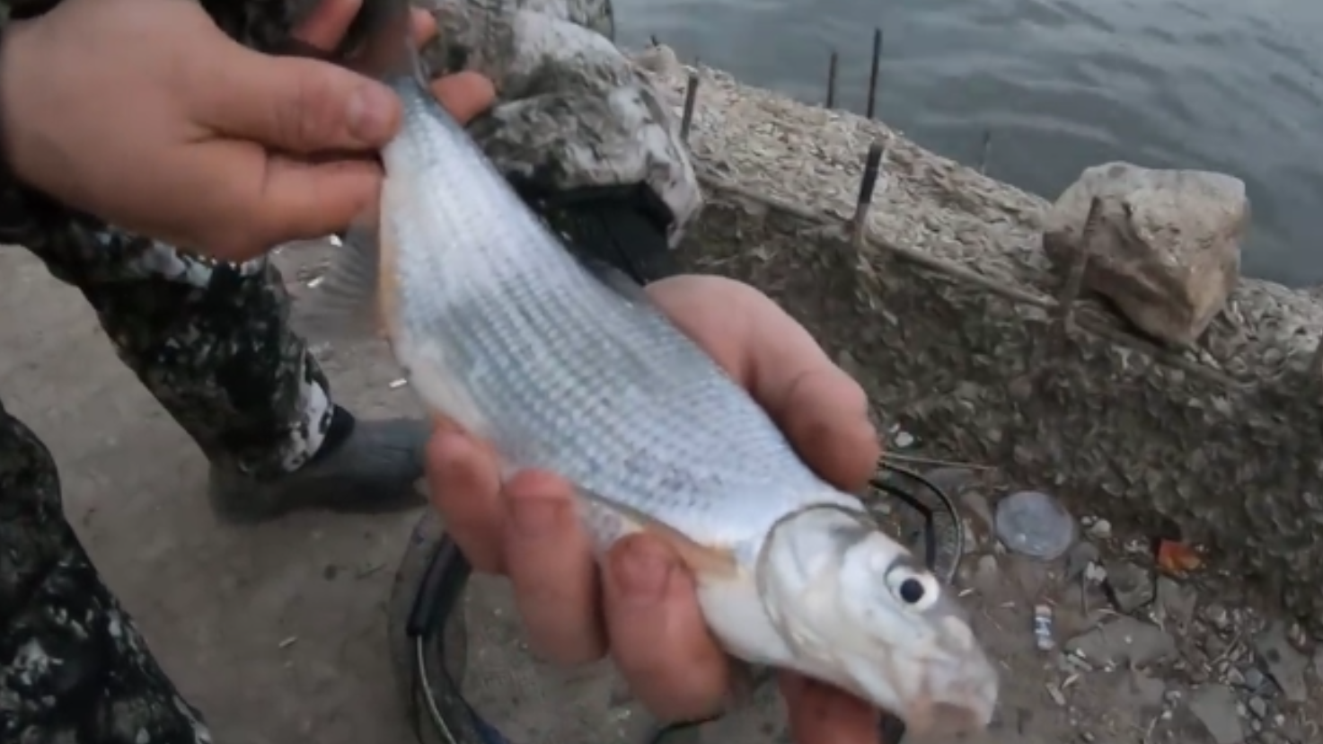 РЫБЕЦ,КАК СЕЛЕДКА. АКСАЙСКИЕ ПЛИТЫ. ЗАКОРМЛЕННАЯ ТОЧКА,ЗАЛОГ УСПЕХА! смотреть онлайн