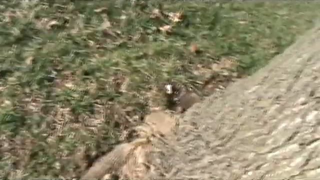 Minelab E-Trac 031512.wmv смотреть онлайн