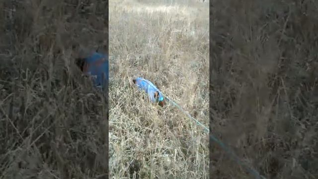 ? ? ? ^ ЧТО ЛУЧШЕ ОДНОЙ ТАКСЫ? ТОЛЬКО ТРИ ТАКСЫ! смотреть онлайн