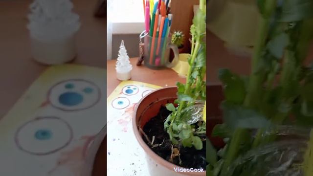 сажу уличные цветы у меня дома в горшок (сылочька) #Школьная поездка Плёс смотреть онлайн