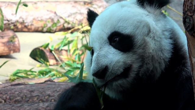 Панда Бамбуковый медведь Московский зоопарк Panda Bear Moscow zoo 熊猫 动物园 熊 パンダ 팬더 곰 دب смотреть онлайн