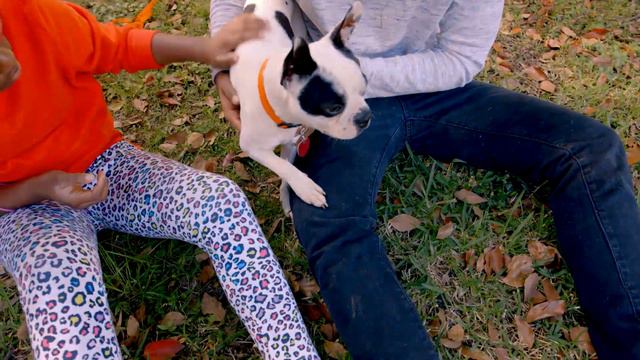 Anti-Animal Cruelty смотреть онлайн