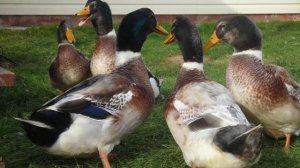 Сколько нужно уток на одного селезня