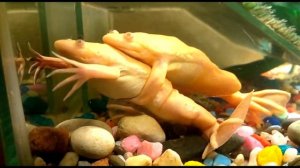African Clawed Frogs Mating | Спаривание шпорцевых лягушек