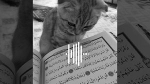 🎧нашид🎧 путь слёз🌼