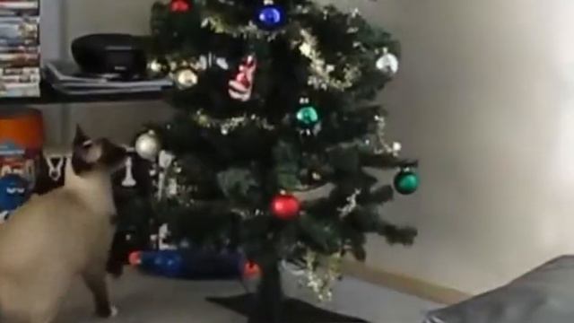 Кошки выступают под музыку зачет. смотреть онлайн