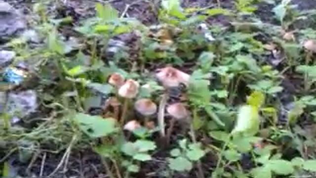 Грибы зкнесённые в красную книгу смотреть онлайн