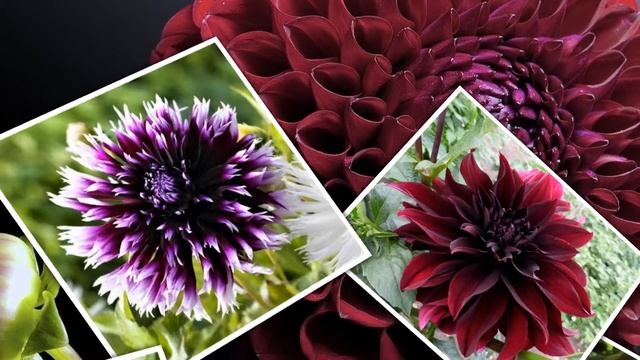 Георгин. Гороскоп для рожденных 21 30 апреля смотреть онлайн