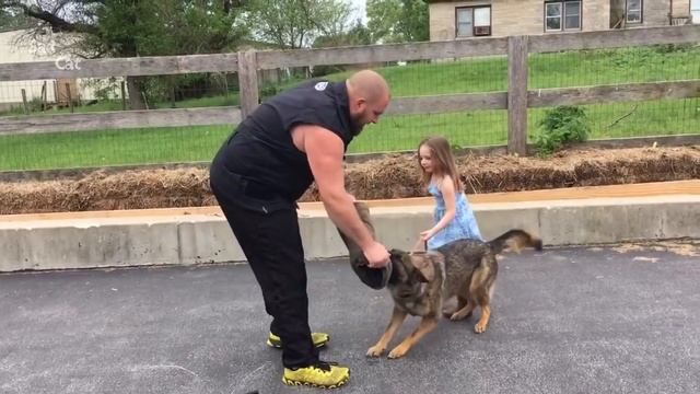 German Shepherd Protects Babies and Kids Compilation смотреть онлайн