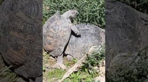 спаривание черепах