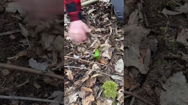 Размножение черемши Хьонк