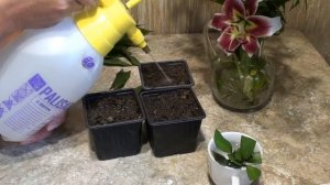 Размножение лилий черенками.