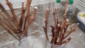 Укоренение черенков винограда. Способ первый. Традиционный