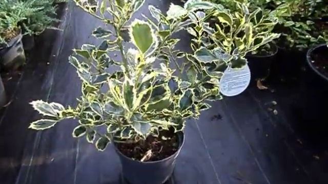 Ilex Argentea Marginata