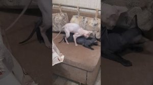 ОСТОРОЖНО 18+ ВЯЗКА СФИНКСОВ ЛЫСЫЕ КОТЫ