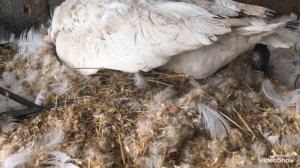 Первый результат высиживание яиц гусыней