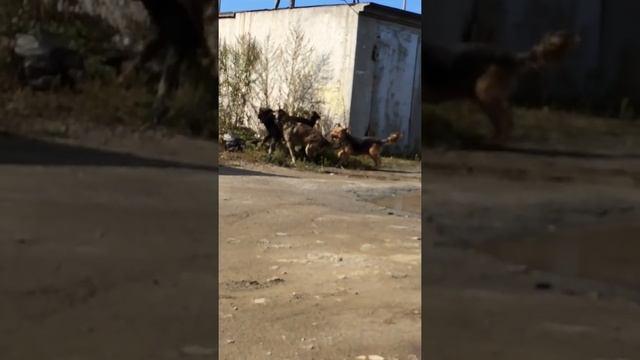 Драка собак смотреть онлайн