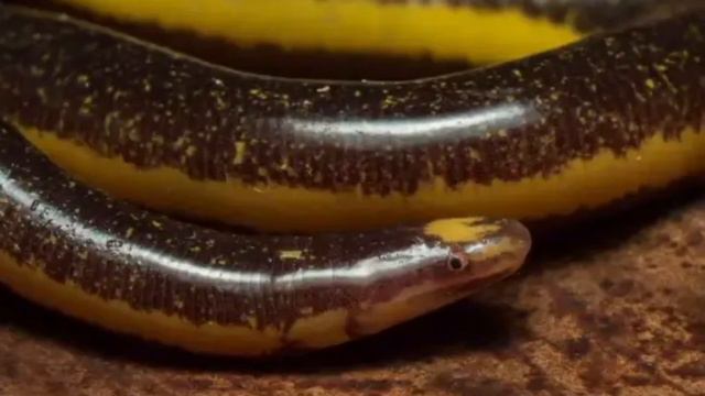 Цецилии - группа безногих, червеобразных или змеевидных земноводных смотреть онлайн