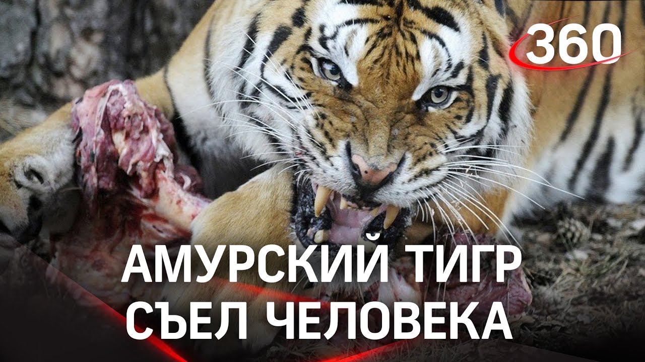 Амурский тигр съел человека в Хабаровском крае. Людоеда пристрелили смотреть онлайн