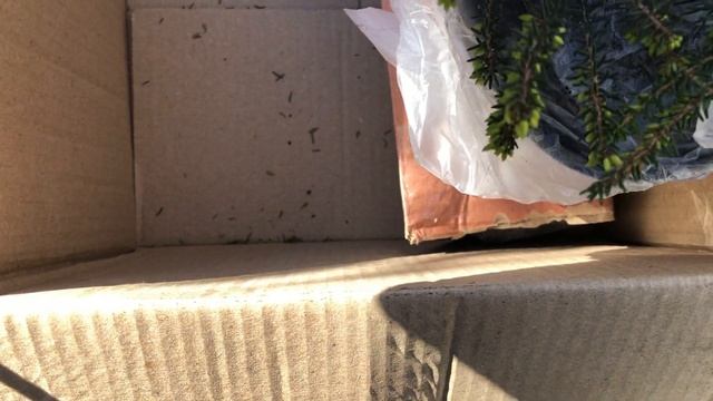 Как я сломала эрику ? распаковка растений ( Эрика, барбарисовик и лапчатка) смотреть онлайн