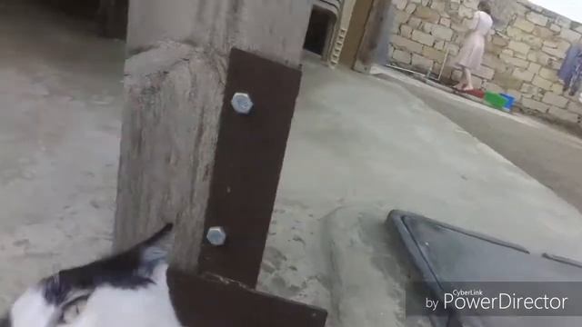 Кот бьёт по камере лапами! Смешное видео! Смотреть Всем! смотреть онлайн