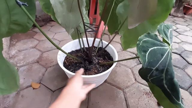 Anthurium crystallinum atau Kuping Gajah смотреть онлайн