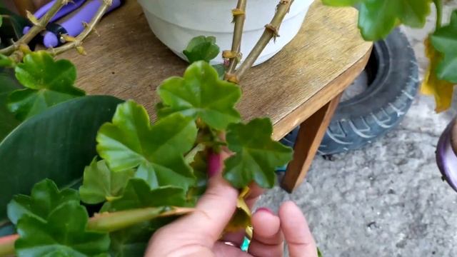 Пеларгония плющелистная ампельная: как вырастить и ухаживать дома.готовим к зиме.