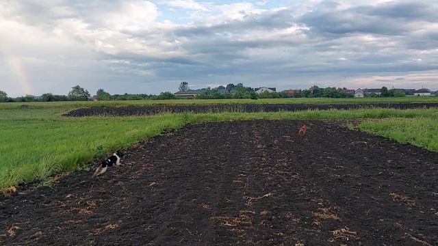 Епаньйоль бретон. Про породу і прогулянка! смотреть онлайн