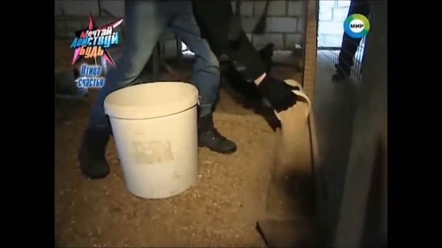 МТРК МИР у Алексеева А.Л. смотреть онлайн