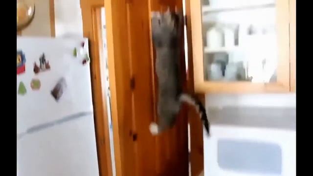 Каждый кот мурлыкает! смотреть онлайн