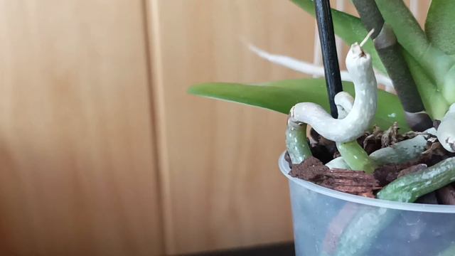 🌸ОБЗОР ПОКУПКИ!Сходила за продуктами😄😂😅 смотреть онлайн