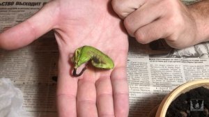 Как вырастить манго из косточки. Наш опыт