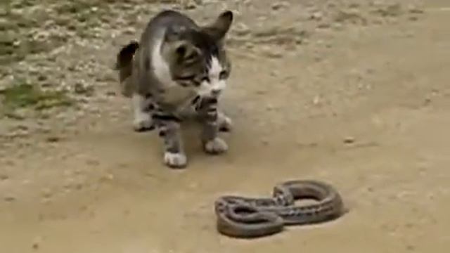 Кот против Змеи смотреть онлайн